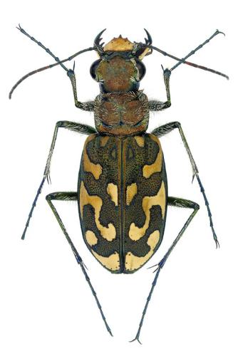 Réf. 315 126 : Lophyra flexuosa